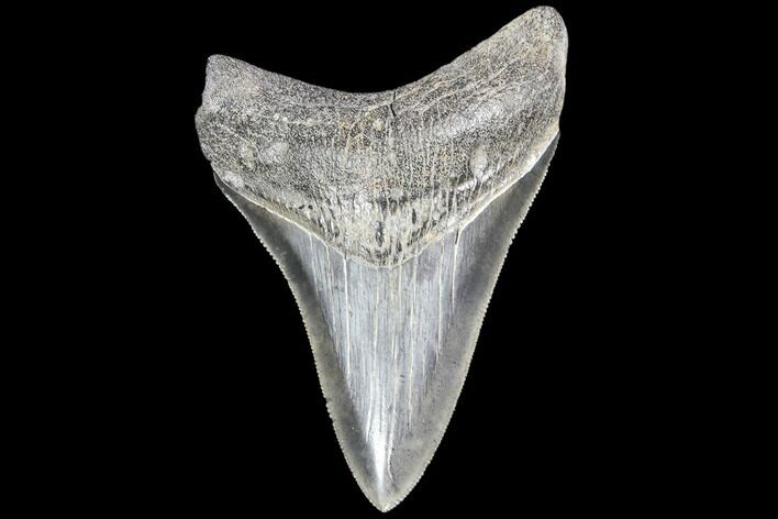 Serrated, Fossil Megalodon Tooth #86688
